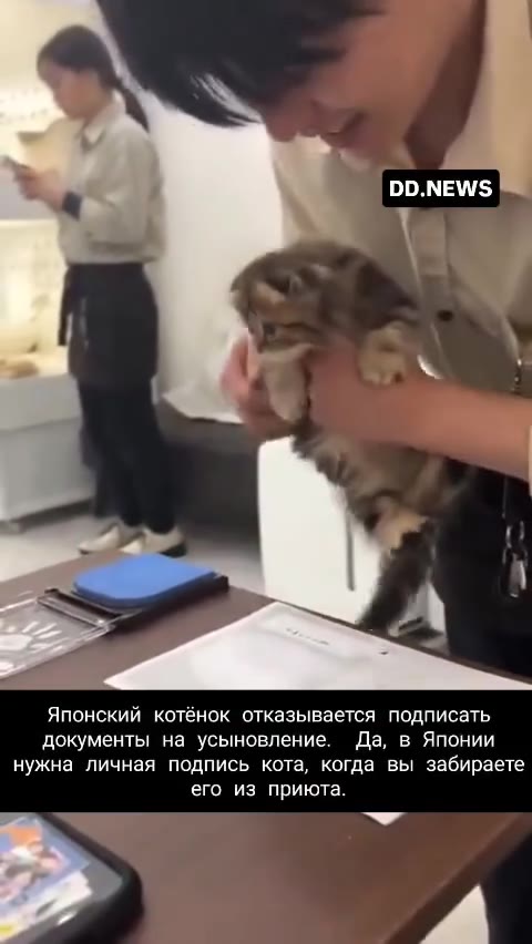 Японский котёнок отказывается подписать документы на усыновление. Да, в Японии нужна личная подпись кота, когда вы забираете его из приюта.