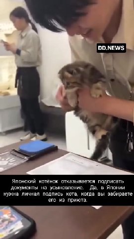 Японский котёнок отказывается подписать документы на усыновление. Да, в Японии нужна личная подпись кота, когда вы забираете его из приюта.