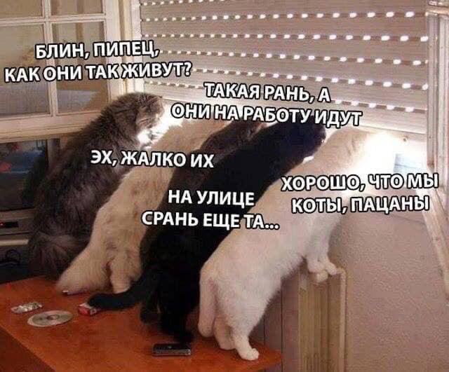 БЛИН, КАК ОНИ ТАК ЖИВУТ?. РАНЬ, А НА РАБОТУ ЖАЛКО ХОРОШО НА УЛИЦЕ КОТЫ СРАНЬ ELUE