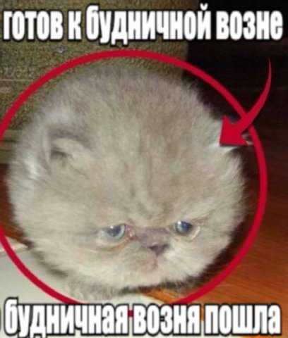 Готов к будничной возне будничная возня пошла