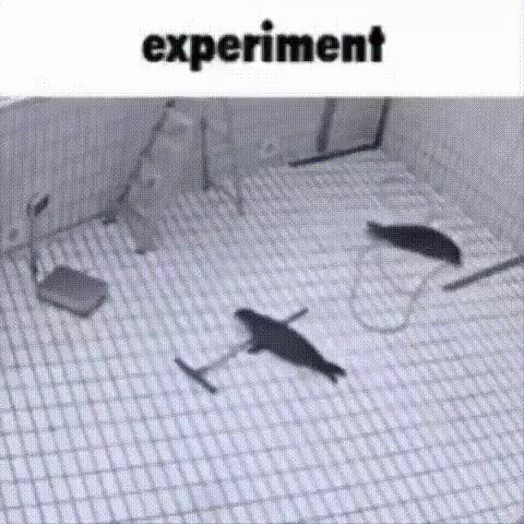 мем