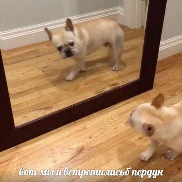 пердун