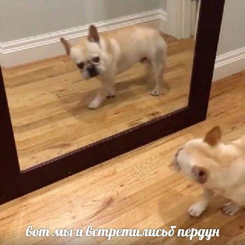 пердун
