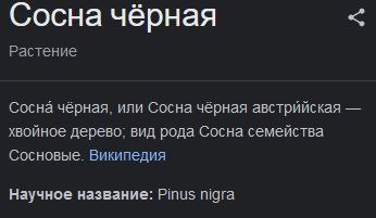 Сосна чёрная Растение Сосна чёрная, или Сосна чёрная австрийская хвойное дерево: вид рода Сосна семейства Сосновые. Википедия Научное название: Pinus nigra