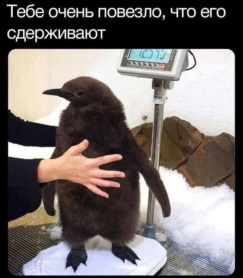 Тебе очень повезло, что его сдерживают