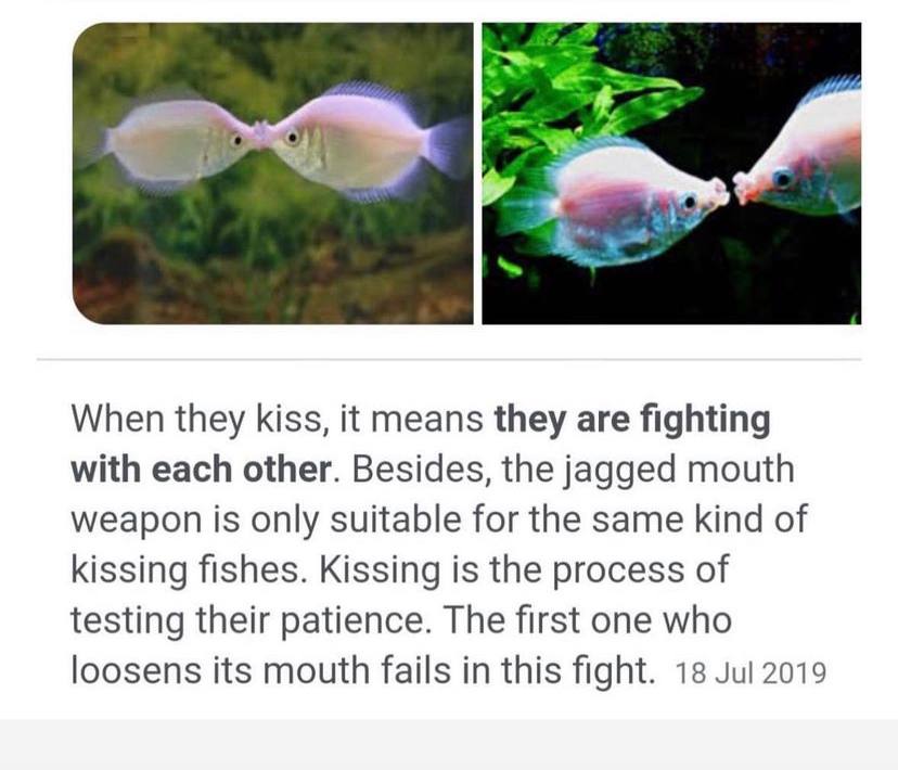 When they kiss, it means they are fighting with each other. Besides, the jagged mouth weapon is only suitable for the same kind of kissing fishes. Kissing is the process of testing their patience. The