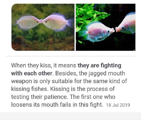 When they kiss, it means they are fighting with each other. Besides, the jagged mouth weapon is only suitable for the same kind of kissing fishes. Kissing is the process of testing their patience. The