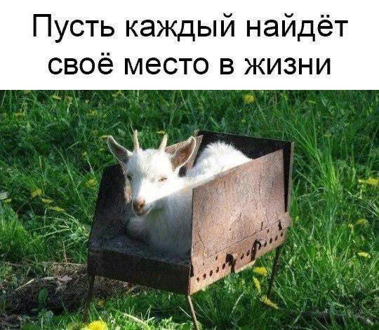 Пусть каждый найдёт своё место в жизни 1 a?