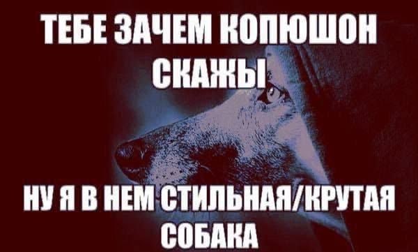 ТЕБЕ ЗАЧЕМ КОПЮШОН НУЯВНЕМ СТИЛЬНАЯ/ КРУТАЯ СОБАКА