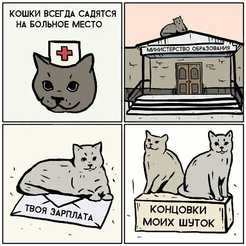 КОШКИ ВСЕГДА САДЯТСЯ НА БОЛЬНОЕ МЕСТО ОБРАЗОВАНИЯ АТА