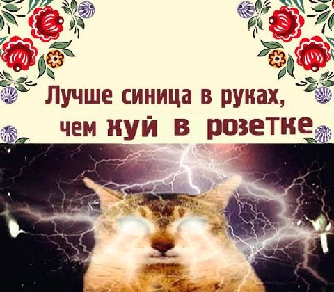 Лучше синица в руках, Чем нуй в розетке. Seo 4
