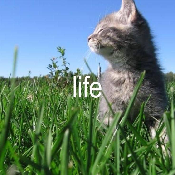 4 Я ife у А у. 4 у 1 4