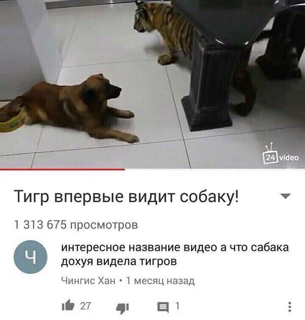 “a Тигр впервые видит собаку! 1 313 675 просмотров интересное название видео а что сабака дохуя видела тигров Чингис Хан 1 месяц назад 1@ 27 51