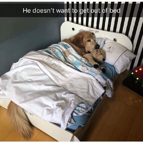 He doesn't want to get out of bed