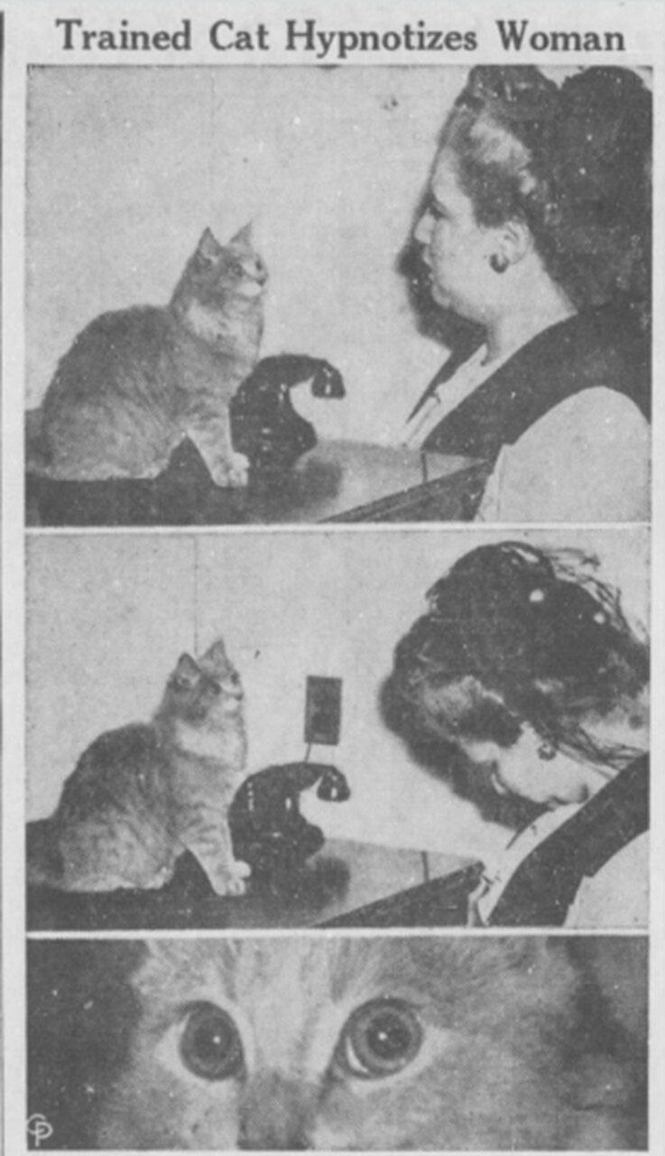 Trained Cat Hypnotizes Woman at 1