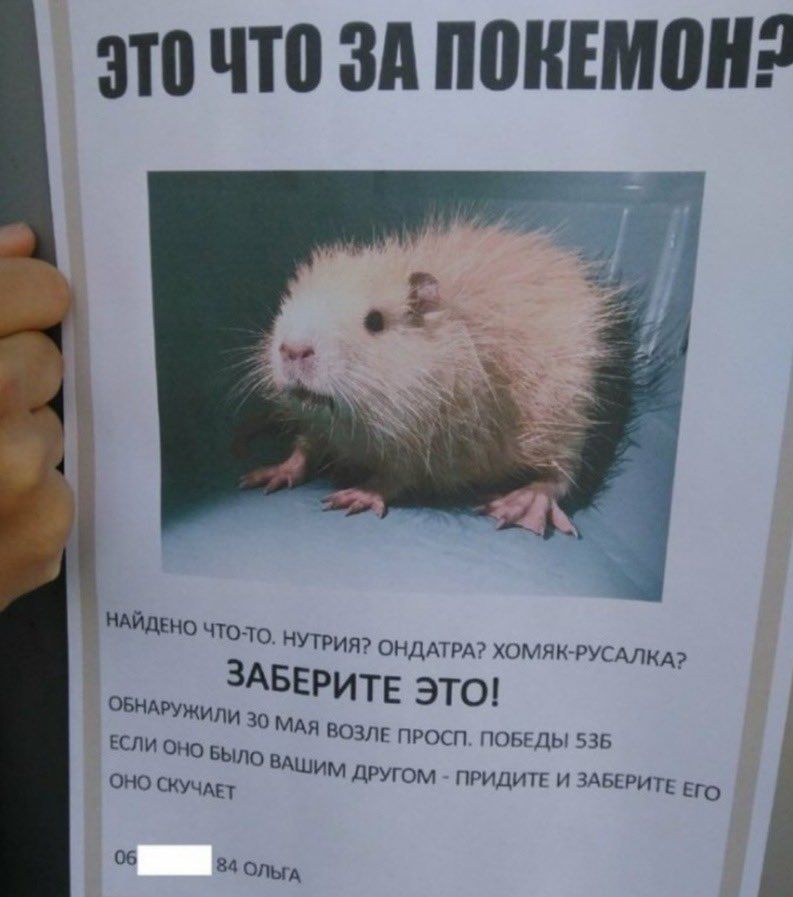 ЭТО ЧТО ЗА ПОКЕМОН: `В i НАЙДЕНО UTO- НУТРИЯ? ОНДАТРА? ХОМЯК-РУСАЛК А? ОБНАРУЖИЛИ 30 ЕРИТЕ ЭТО! ЕСЛИ ОНО БЫЛО МАЯ ВОЗЛЕ ПРОСП. ПОБЕДЫ 536 ОНО СКУЧАЕТ ШИМ ДРУГОМ ПРИДИТЕ И ЗАБЕРИТЕ ЕГО
