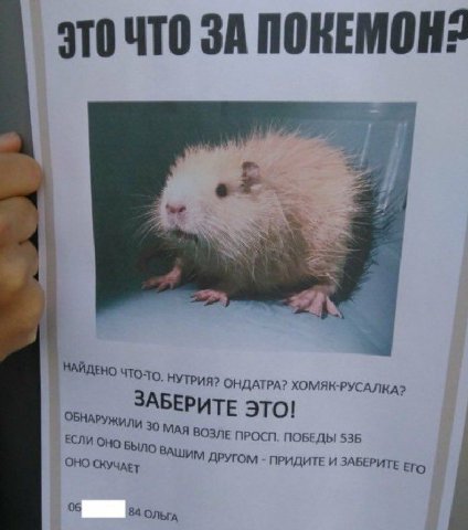 ЭТО ЧТО ЗА ПОКЕМОН: `В i НАЙДЕНО UTO- НУТРИЯ? ОНДАТРА? ХОМЯК-РУСАЛК А? ОБНАРУЖИЛИ 30 ЕРИТЕ ЭТО! ЕСЛИ ОНО БЫЛО МАЯ ВОЗЛЕ ПРОСП. ПОБЕДЫ 536 ОНО СКУЧАЕТ ШИМ ДРУГОМ ПРИДИТЕ И ЗАБЕРИТЕ ЕГО