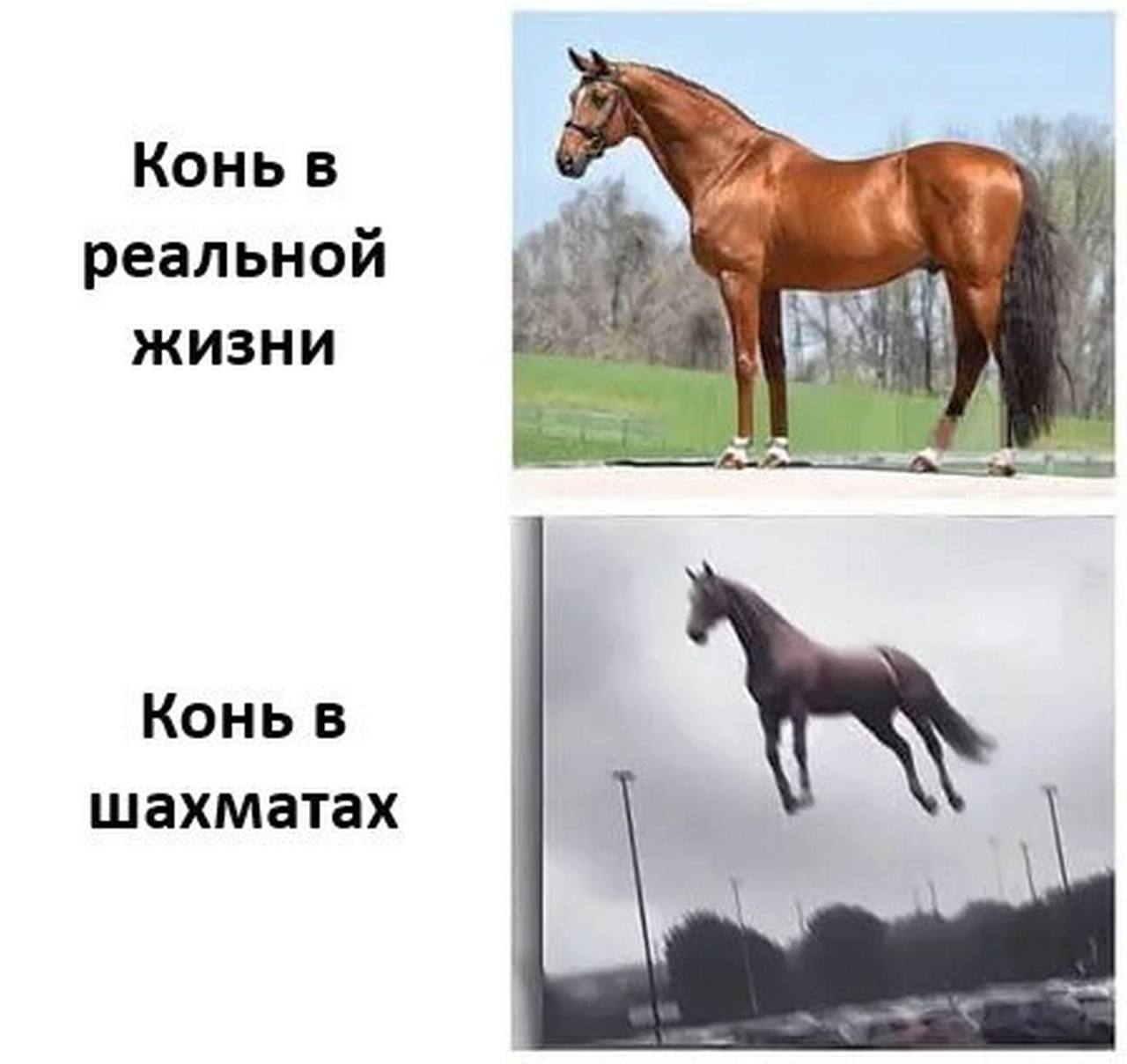 Конь в реальной ЖИЗНИ Конь в шахматах