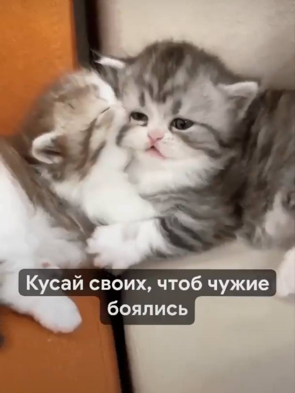 Кусай своих, чтоб чужие боялись