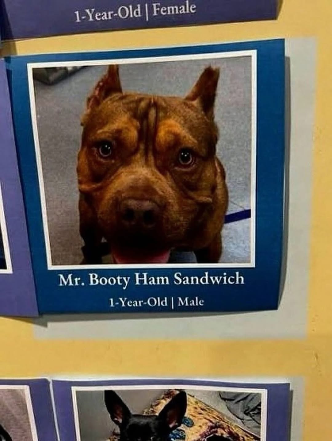 1-Year-Old Female "А Booty Ham Sandwich 1-Year-Old Male