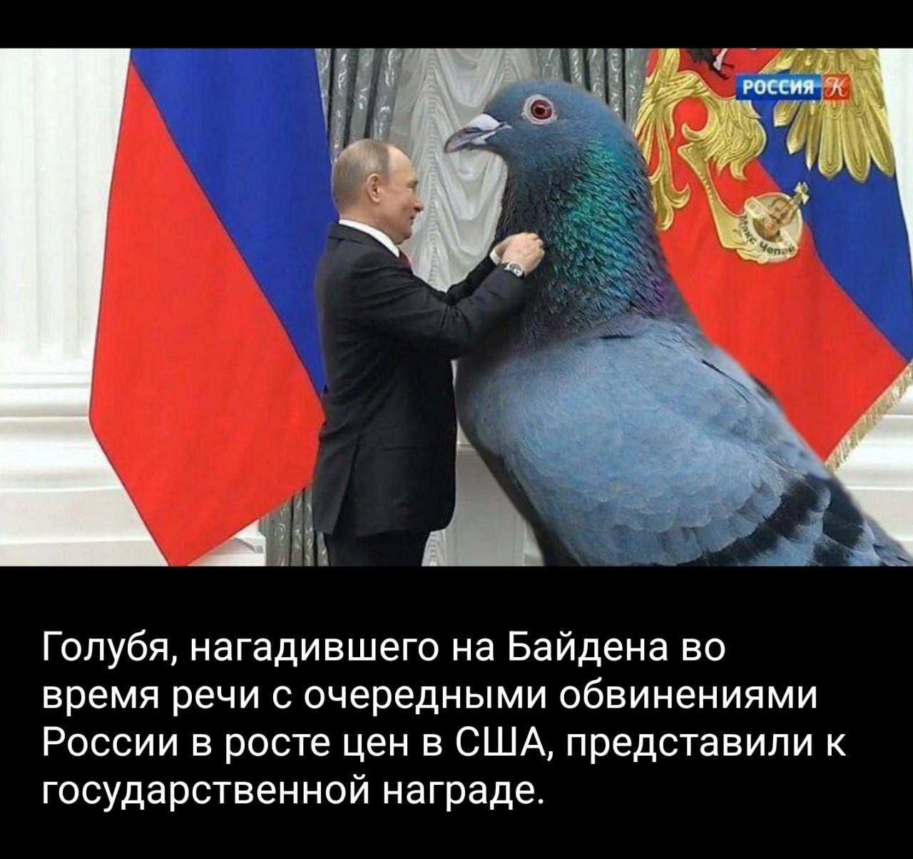 ‚РОССИЯ А Голубя, нагадившего на Байдена во время речи с очередными обвинениями России в росте цен в США, представили к государственной награде.