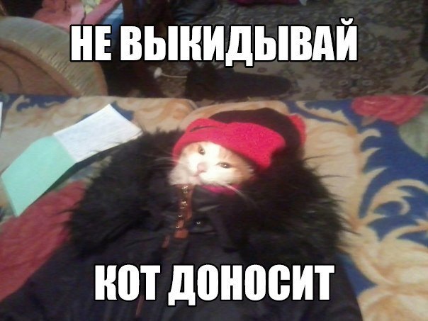 НЕВЫКИДЫВАЙ кот доносит