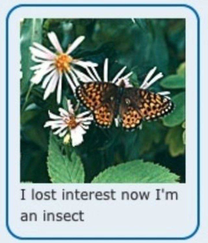 a I lost interest now an insect