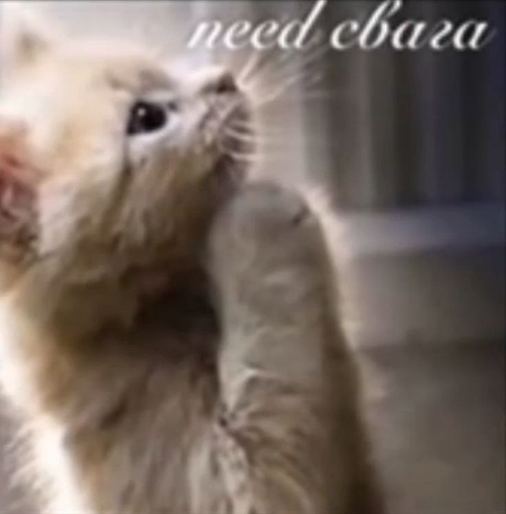 cha 2a i