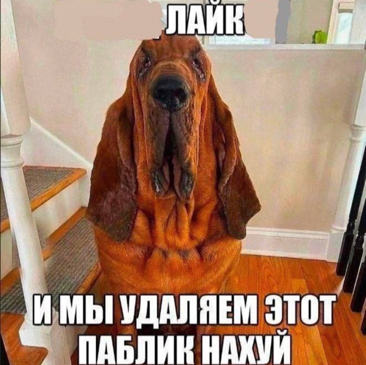 ИМЫ УДАЛЯЕМ ЭТОТ ПАБЛИК НАХУЙ