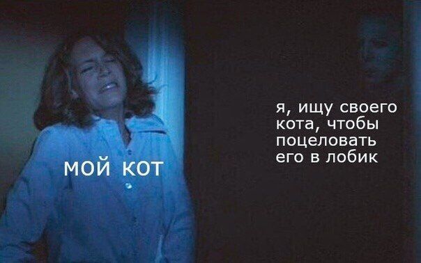 я, ищу своего кота, чтобы поцеловать его в лобик МОИ КОТ