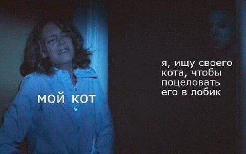 я, ищу своего кота, чтобы поцеловать его в лобик МОИ КОТ