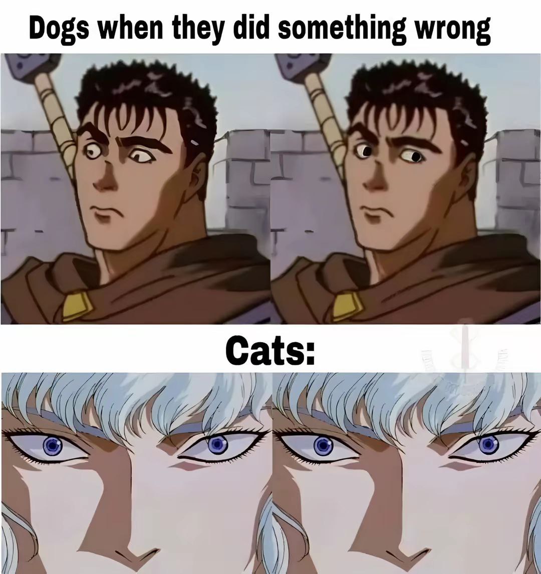 Dogs when they did something wrong Cats: