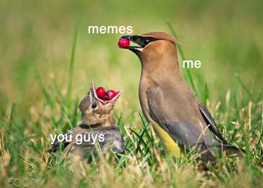 memes me