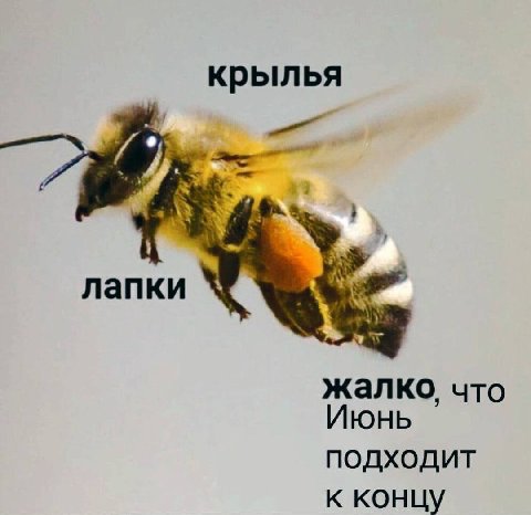 крылья 3 лапки жалко, что Июнь подходит к концу