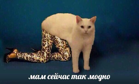‚мам сейчас так модно