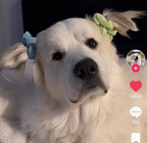 гн