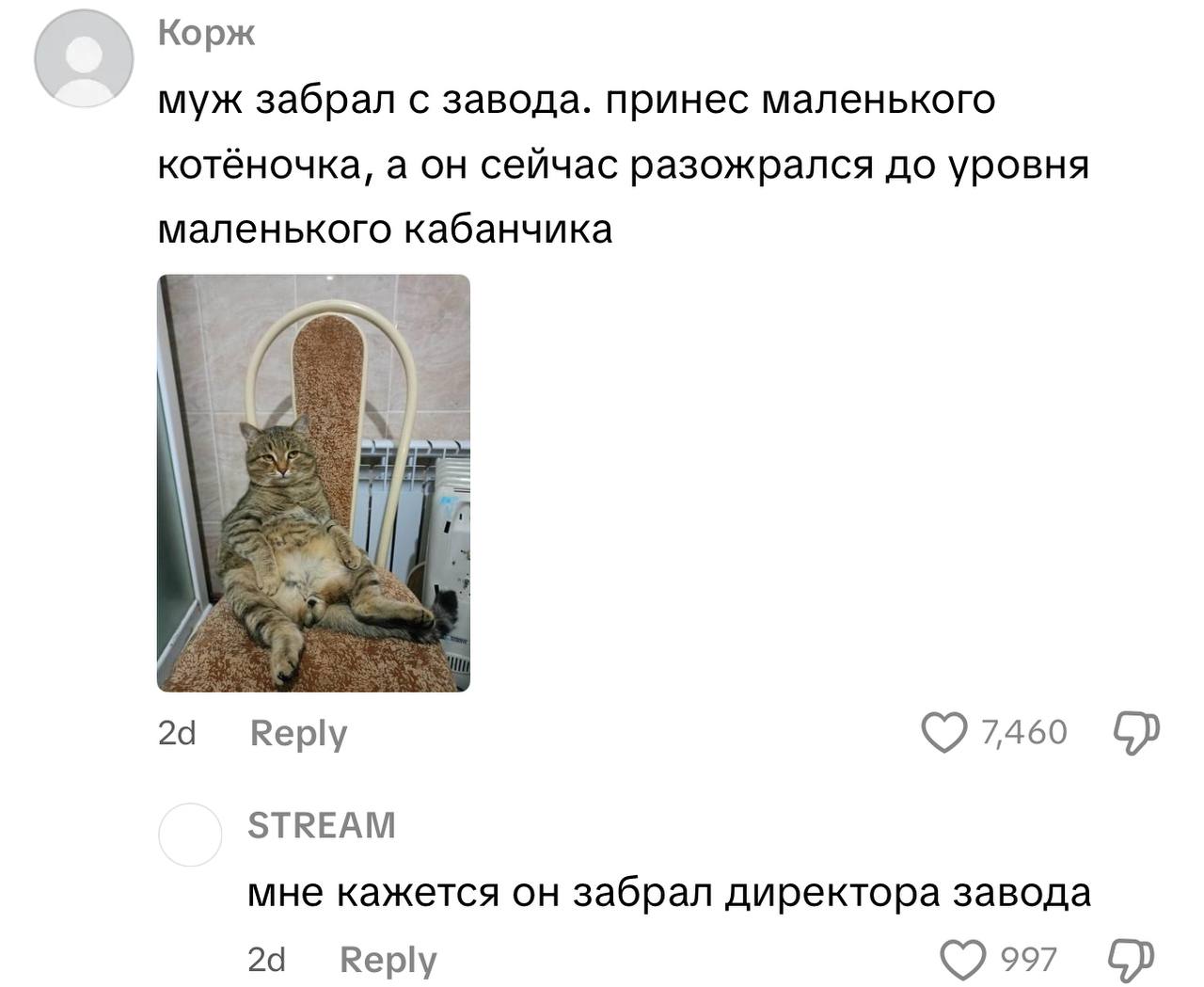 Корж муж забрал с завода. принес маленького котёночка, а он сейчас разожрался до уровня маленького кабанчика А 2а Веру 7460 STREAM мне кажется он забрал директора завода Reply 997