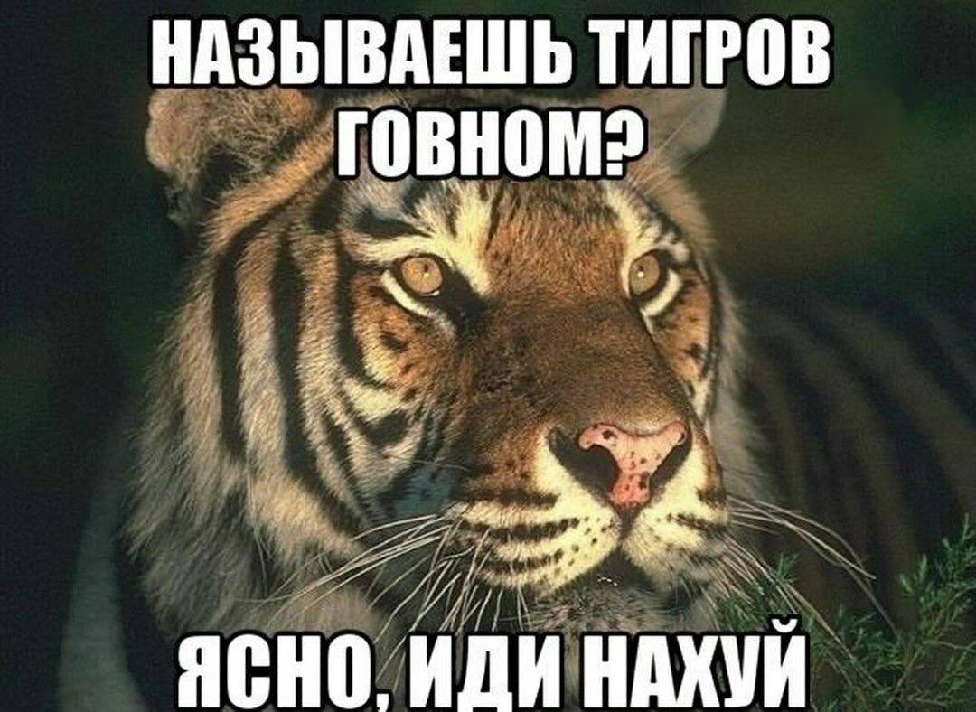 НАЗЫВАЕШЬ ТИГРОВ ЯСНО ИДИ НАХУИ