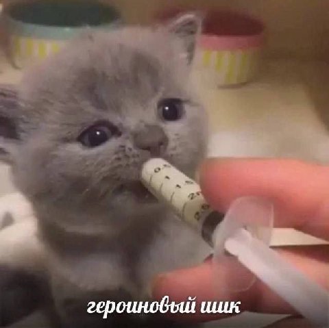 шик