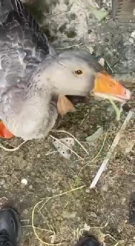 мем