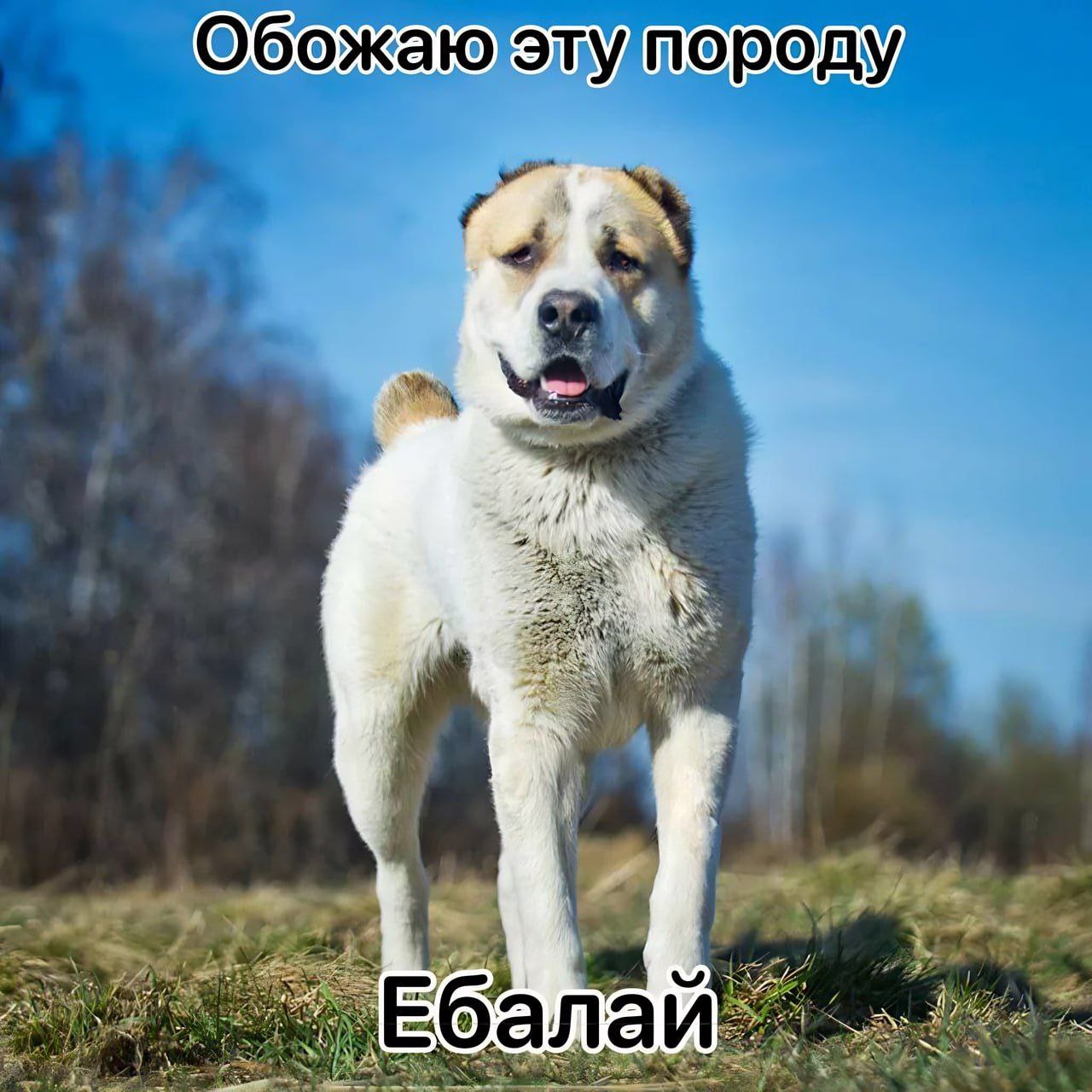 Обожаюэтупороду 4 К a a