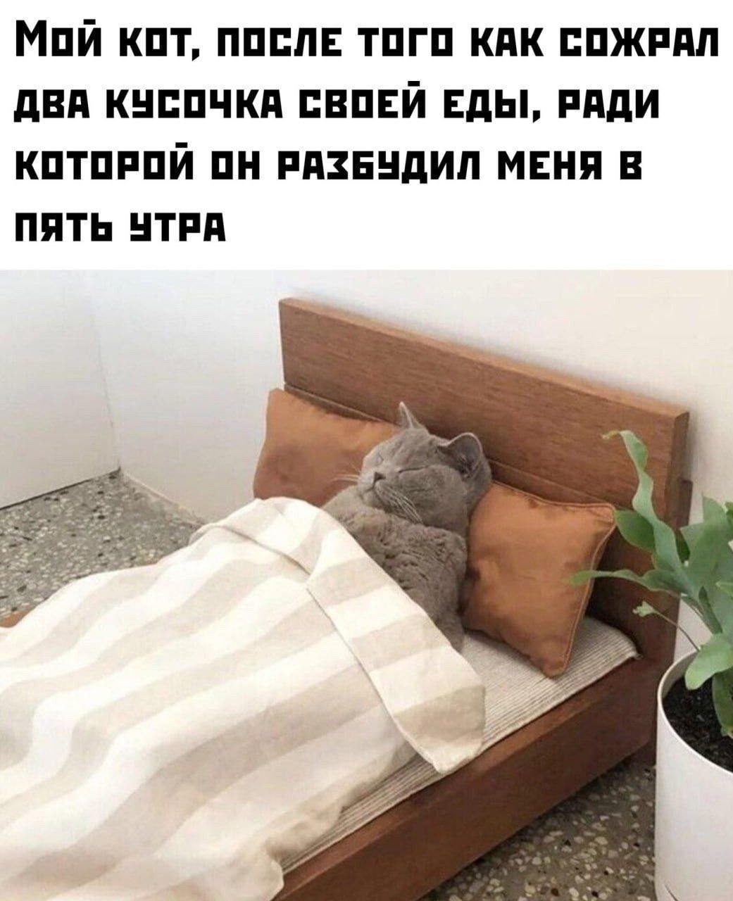 МОЙ КОТ, ПОСЛЕ ТОГО КАК СОЖРАЛ ДВА КУСОЧКА СВОЕЙ ЕДЫ, РАДИ КОТОРОЙ ОН РАЗБУДИЛ МЕНЯ В ПЯТЬ УТРА