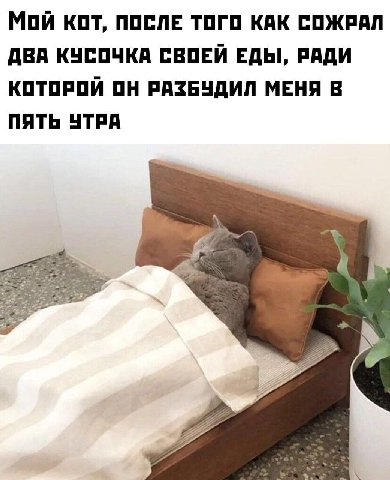МОЙ КОТ, ПОСЛЕ ТОГО КАК СОЖРАЛ ДВА КУСОЧКА СВОЕЙ ЕДЫ, РАДИ КОТОРОЙ ОН РАЗБУДИЛ МЕНЯ В ПЯТЬ УТРА