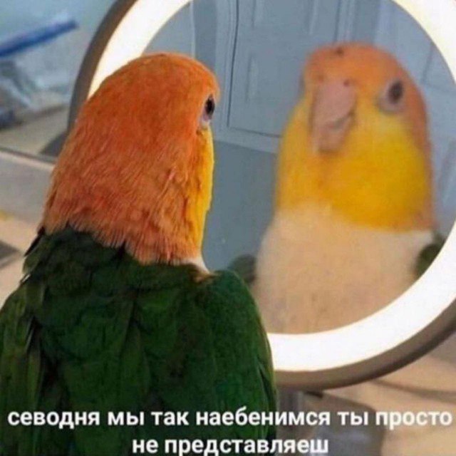 севодня мы так наебенимся ты просто не представляеш