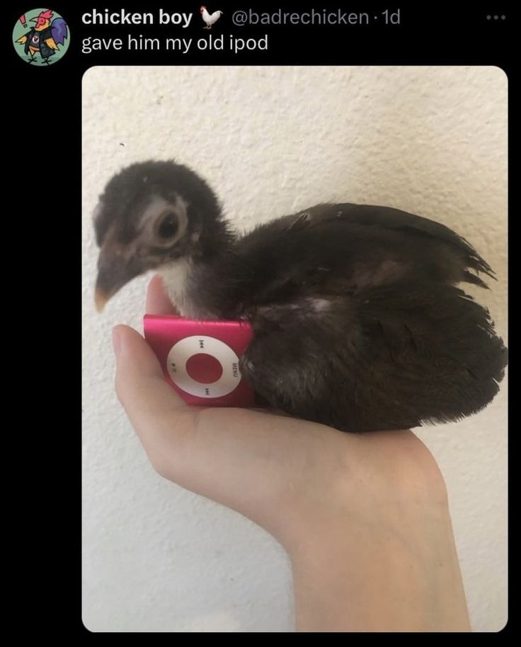 chicken boy @badrechicken gave him my old ipod