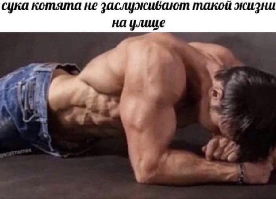 сука котята не заслуживают такой жизни на улице