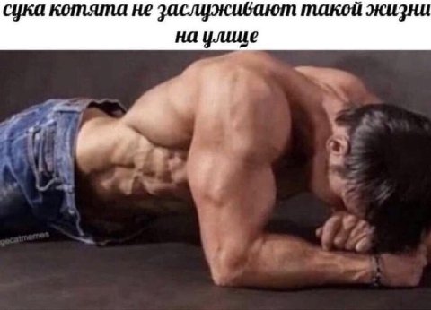 сука котята не заслуживают такой жизни на улице