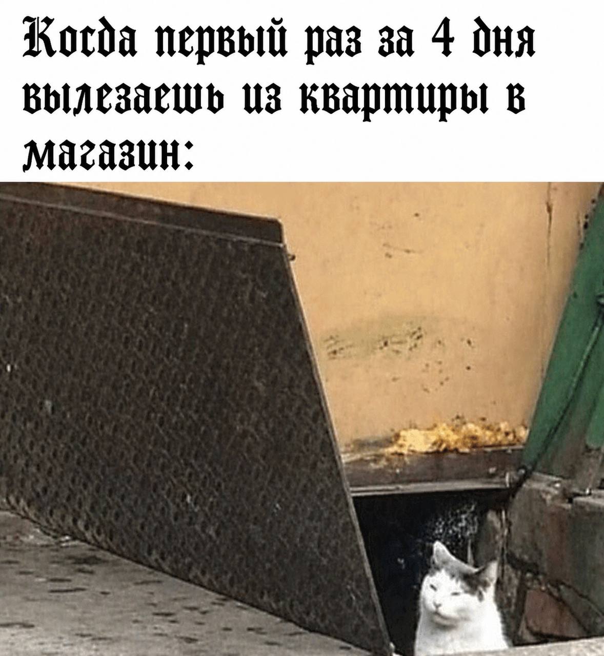 Kotda первый раз за 4 дня вылезаець из квартиры в магазин: