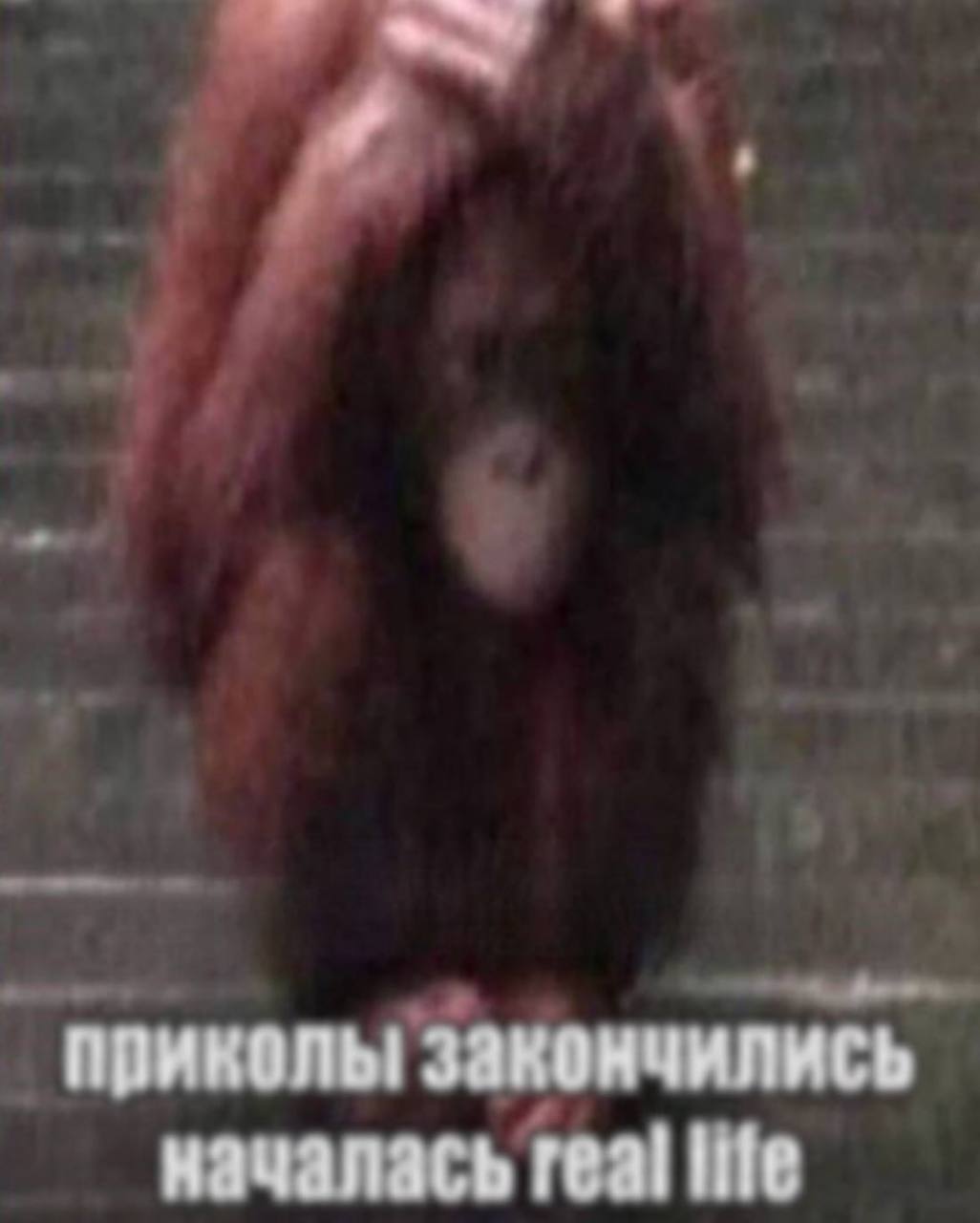 приколы! закончились началась real life