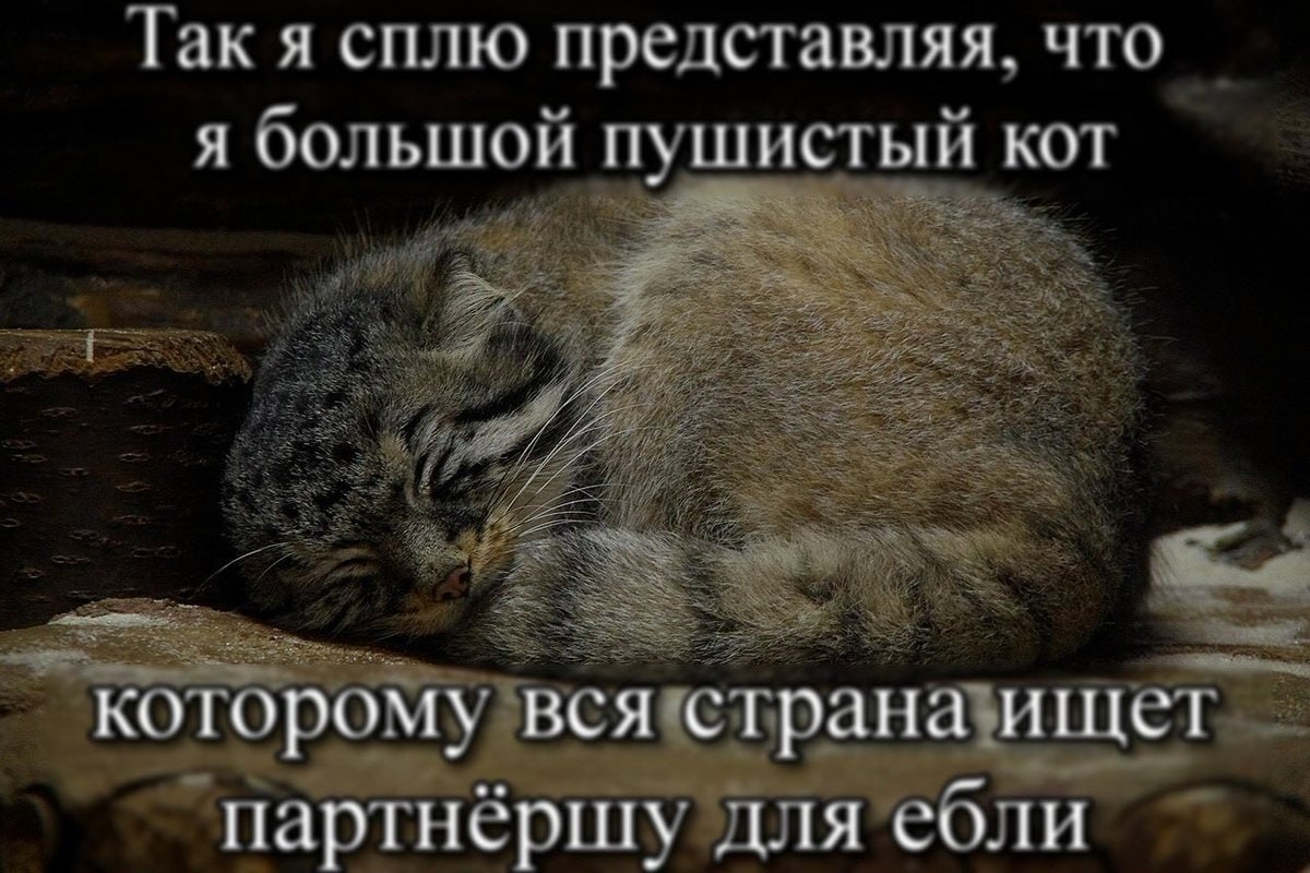 Так я сплю представляя, что я большой пушистый кот a 7 7 Soe LPG 72 aS Vie я #7 AEE a 7 BCH щет которо тран ‘партнёршу для